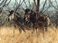 Zebras (1024 x 768)